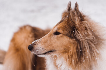 portrait of a collie dog in the snow