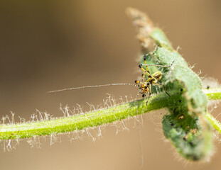 cricket on a leaf macro