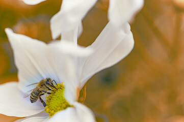 Pszczoła miodna na kwiatku onętką. Onętek i pszczoła. Kosmos kwiat w ogrodzie. Pszczoła...