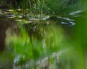 alligator in the pond with babies