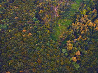 Fototapeta na wymiar Forest from above, trees.