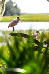 pair of perched roseate spoonbills