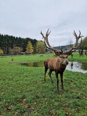 Männlicher Hirsch - Rotwild