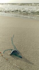 Portuguese man o' war on the sand