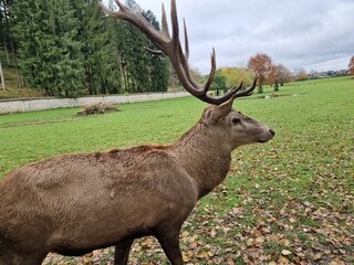 Männlicher Hirsch in der Brunftzeit