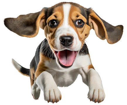 Cute beagle puppy jumping. Playful dog cut out at background.