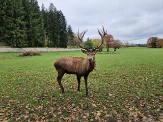 Hirsch