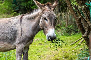 Naklejka na ściany i meble Portrait of a donkey eating grass in the field.