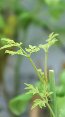 young shoots of Moringa leaves. close up of a plant. 