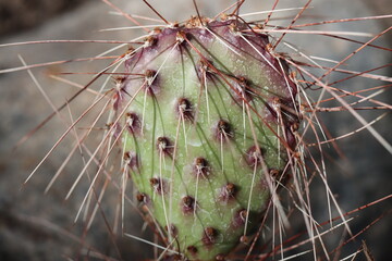 Opuntia cv. Imperial Flame 