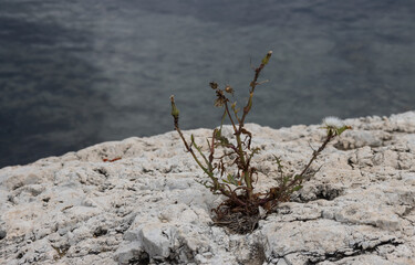 Weed growing in the stone