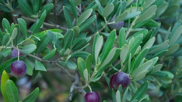 Olive tree with green ripe olives in an olive garden. Gently swinging in the wind. Slow motion footage