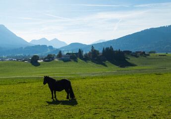 Fohlen auf Weide in den Alpen