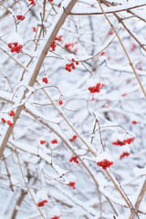Edible frozen red viburnum berries on a bush covered with snow in winter