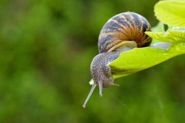 A snail is trying to get under a tree leave in a french garden