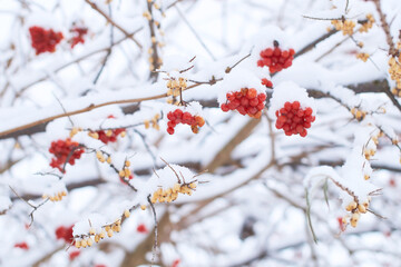 Edible frozen red viburnum and yellow sea buckthorn aka hippophae rhamnoides berries on a bush covered with snow in winter