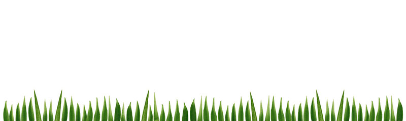 Fototapeta premium Green grass. Green lawn border with gouache