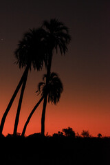 Naklejka premium Clock Tower Amir Timur square, Tashkent, Uzbekiztan