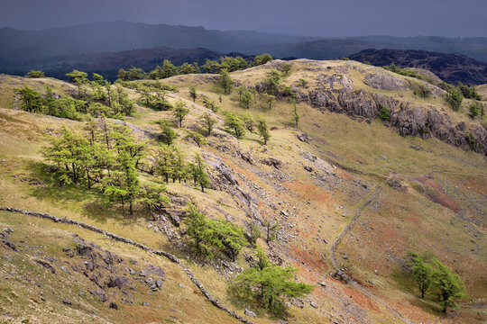 Sunlight catches trees on Blake Rigg while ascending Wetherlam, Lake District, UK