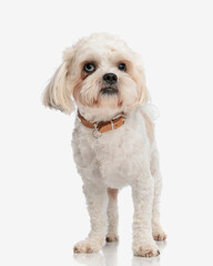 adorable shih tzu with collar standing