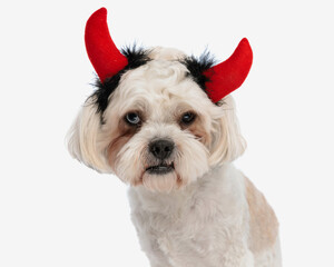 close up of cute bichon wearing devil horns