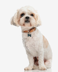 cute shih tzu wearing brown collar sitting