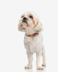 curious bichon wearing collar looks up to side