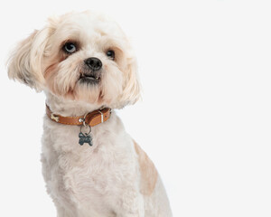 head of cute shih tzu wearing brown collar