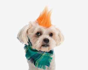 close up of shih tzu wearing orange punk crest