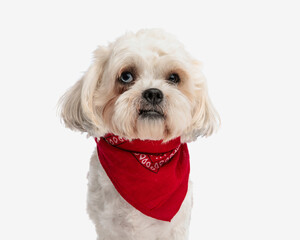 head of adorable bichon wearing red bandana