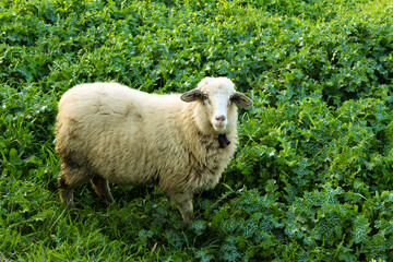 Oveja pastando en Caideros en el municipio de Gáldar en la isla de Gran Canaria, España