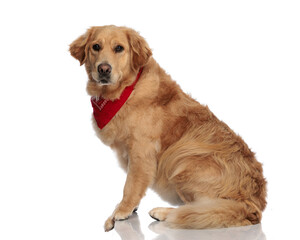 side view of adorable golden retriever puppy with red bandana looking forward