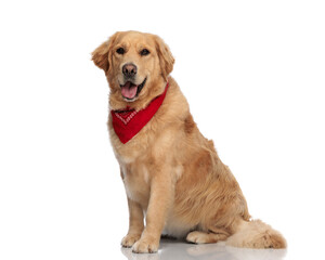 happy labrador retriever dog with red bandana sticking out tongue