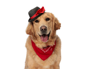 happy golden retriever dog with hat and red bandana panting