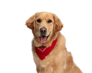 happy golden retriever puppy with red bandana panting and sticking out tongue
