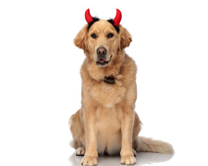 lovely golden retriever dog with devil horns headband panting and sitting