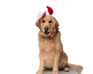 sweet golden retriever puppy with bunny ears looking forward and panting