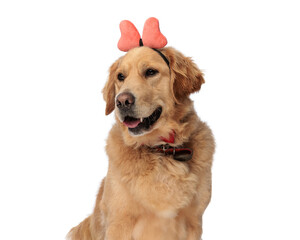 cute labrador retriever dog with bow headband looking to side and panting