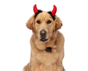 cute golden retriever dog wearing devil horns headband and panting