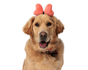 portrait of beautiful golden retriever dog with bow headband panting