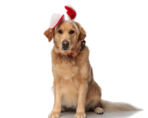 Obraz premium cute labrador retriever puppy with bunny ears looking forward and sitting