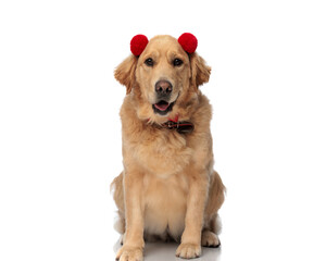 beautiful labrador retriever dog with red tassels headband panting