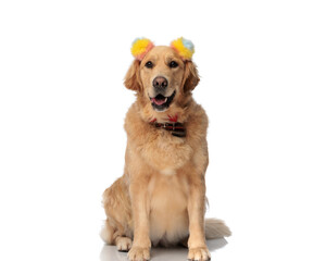 adorable golden retriever dog with colorful tassels headband panting