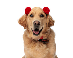 cute golden retriever puppy with red tassels headband panting
