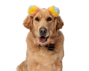 portrait of sweet golden retriever dog with colorful tassels sticking out tongue