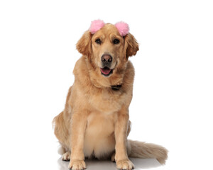 adorable labrador retriever puppy with pink tassels sticking out tongue
