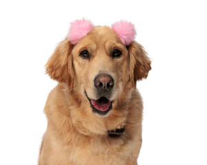 portrait of adorable golden retriever dog with pink tassels sticking out tongue