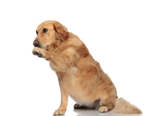 lovely golden retriever dog holding paws up and looking to side