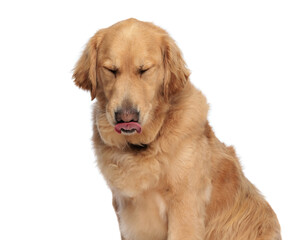 beautiful golden retriever dog closing eyes, sticking out tongue and licking nose