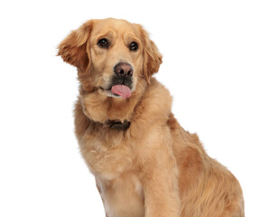 cute little golden retriever puppy sticking out tongue and panting